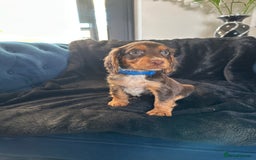Cocker Spaniel dogs for sale: BEAUTIFUL LITTER OF TRICOLOURED COCKER SPANIELS  - Image 20