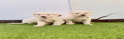 Akita dogs for sale: Akita puppy’s for sale in Birmingham - Advert 32