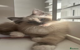 Ragdoll cats for sale: Gorgeous Mitted Bluepoint Ragdoll - Image 4