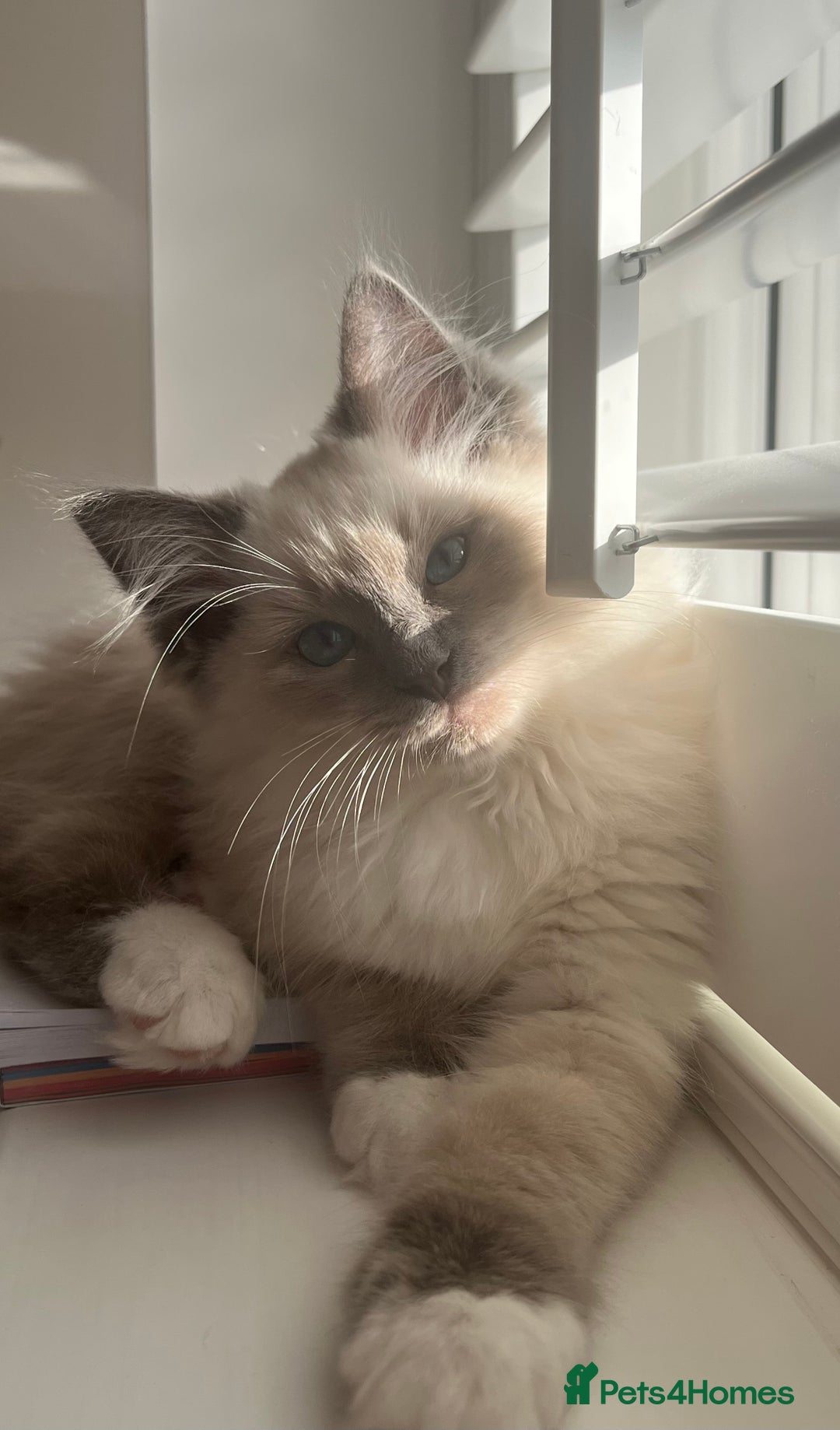 Ragdoll cats for sale: Gorgeous Mitted Bluepoint Ragdoll - Image 4