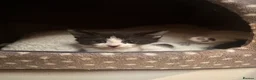 Domestic Shorthair cats for sale: 3 Domestic Kittens  - Advert 2