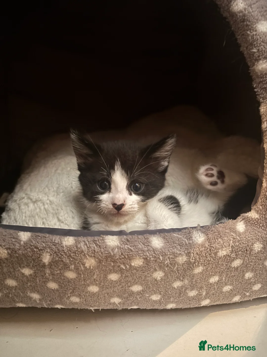 Domestic Shorthair cats for sale: 3 Domestic Kittens  - Advert 2