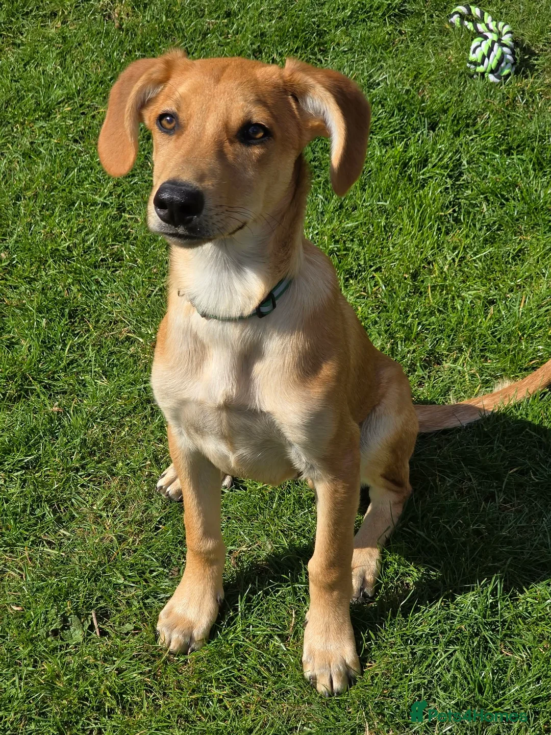 Mixed Breed dogs for adoption: Adorable Henry 4.5 mth Lab X Pointer in Henlow - Advert 1