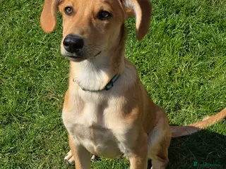 Mixed Breed dogs Adorable Henry 4.5 mth Lab X Pointer - Advert 1