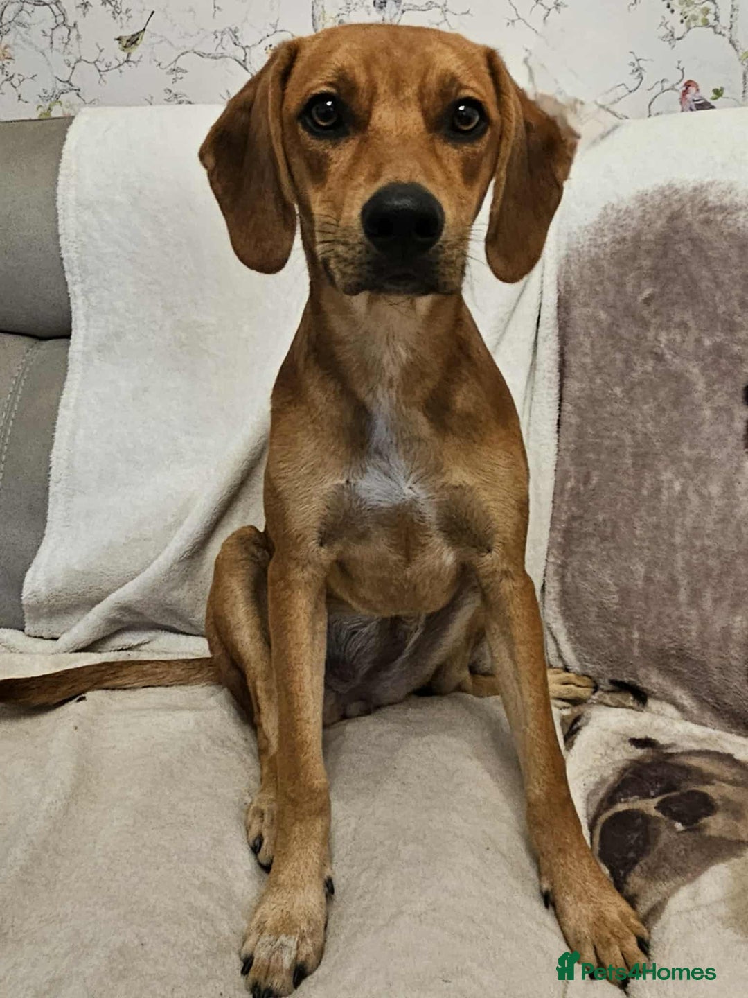 Mixed Breed dogs for adoption: RUBY – 7.5 months old, girl, Mix with Vizla / Lab - Image 3