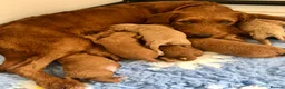 Labradoodle dogs for sale: keiras red fox miniature labradoodles  - Advert 17