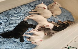 Mixed Breed cats for sale: Kittens Available to Reserve - Image 1
