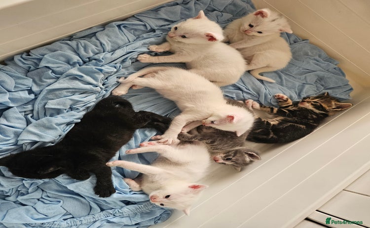 Mixed Breed cats - Advert 5