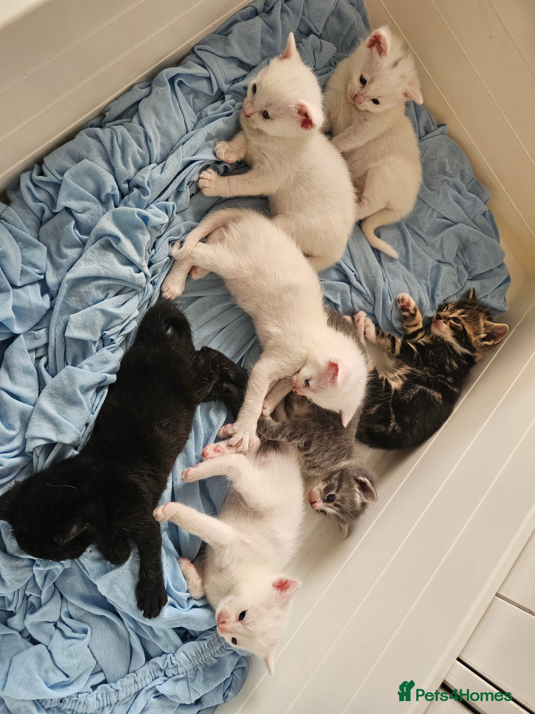 Mixed Breed cats for sale: Kittens Available to Reserve - Image 1