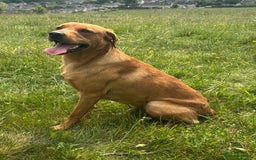 Labrador Retriever dogs for stud: Red Labrador Stud Dog - Image 2