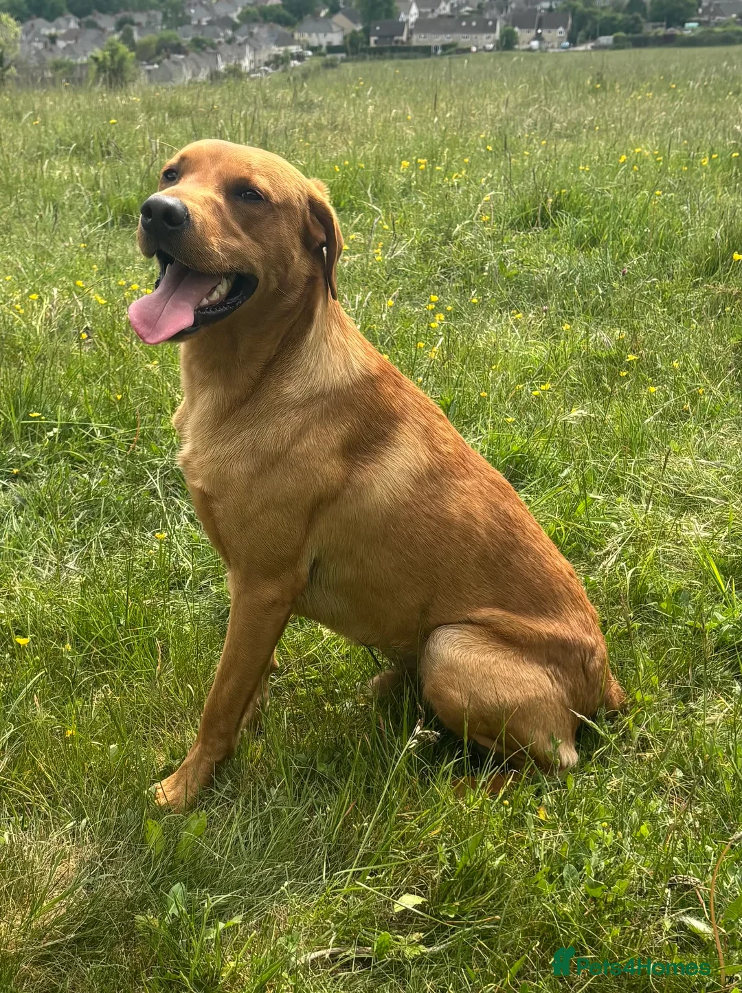 Labrador Retriever dogs for stud: KC Labrador for Stud 16 Champions in Lineage - Advert 2