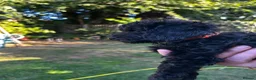 Cockapoo dogs for sale: Cockapoo .. Gorgeous jet black cockapoo puppies. - Advert 30