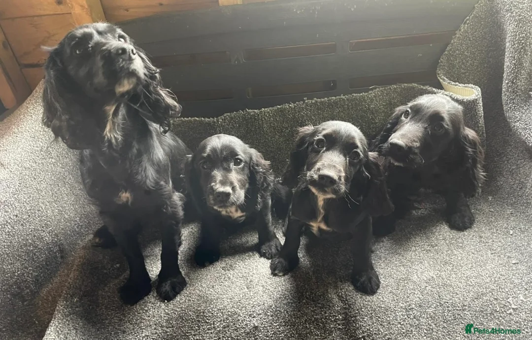 Cocker Spaniel dogs for sale: 3 gorgeous cocker spaniel puppy’s  - Advert 8