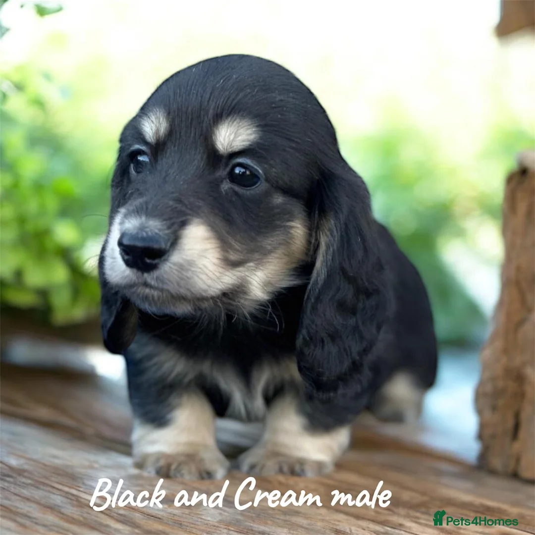 Miniature Dachshund dogs for sale: Miniature longhaired dachshund  - Advert 6
