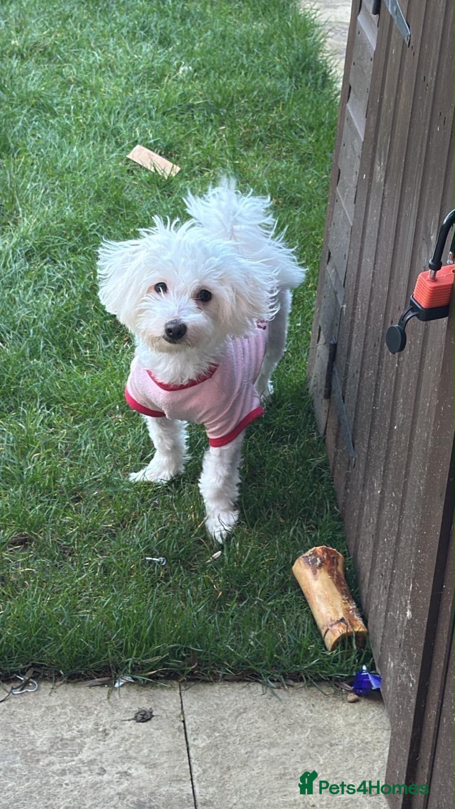 Maltese dogs Beautiful 1-Year-Old Maltese Female – Lucy - Advert 1