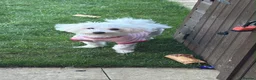 Maltese dogs for sale: Beautiful 1-Year-Old Maltese Female – Lucy in Hoddesdon - Advert 1