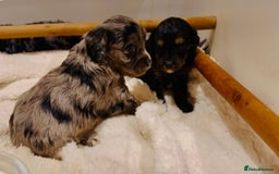 Cavapoo dogs for sale: Exceptional examples of top class cavapoo puppies  - Advert 3