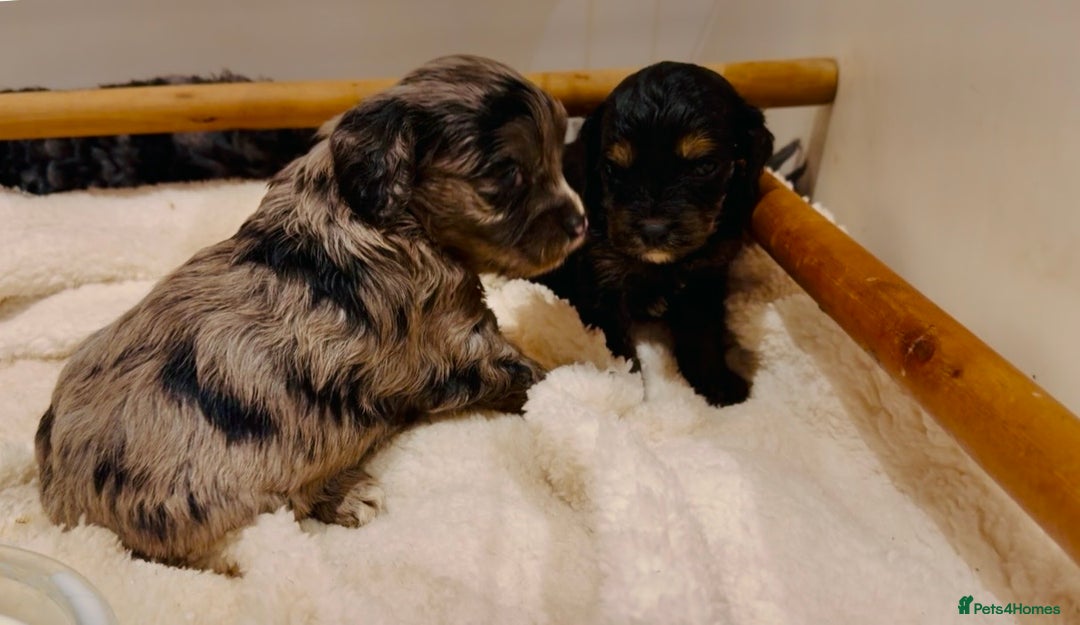 Cavapoo dogs for sale: Exceptional examples of top class cavapoo puppies  - Advert 3