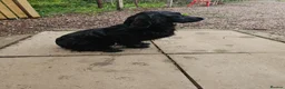 Cocker Spaniel dogs for sale: Working cocker spaniel pup - Advert 6