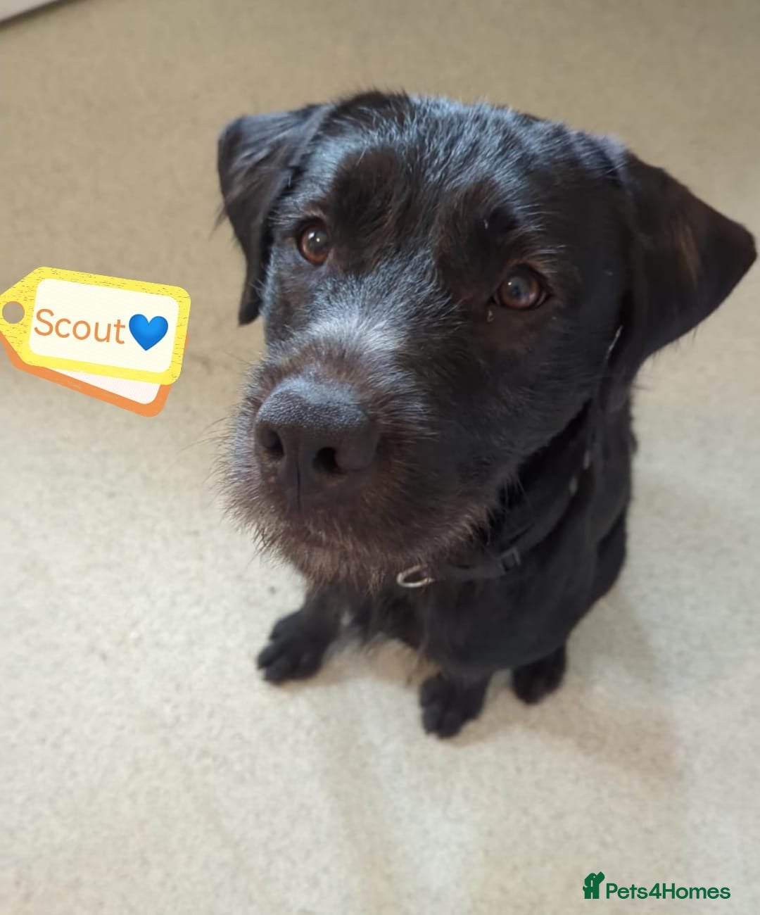 Mixed Breed dogs for adoption: 💙SCOUT- 16 month Lab cross fading in kennels💙 - Advert 5