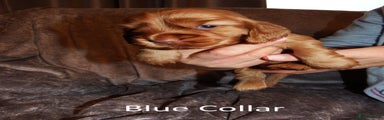 Cocker Spaniel Puppy 6 - Blue Collar