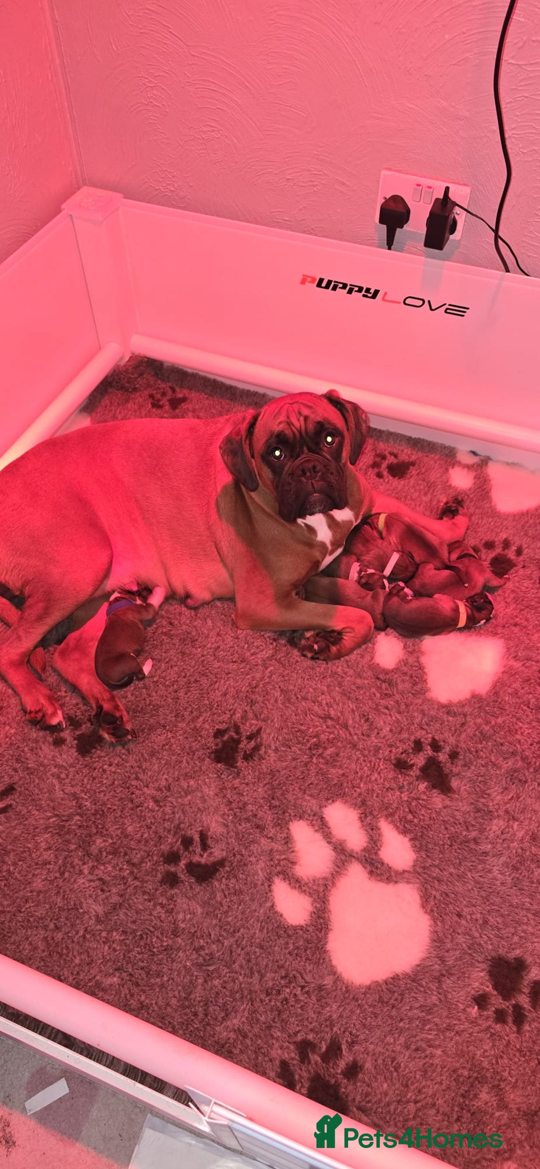 Boxer dogs for sale: Boxer puppies - Image 24