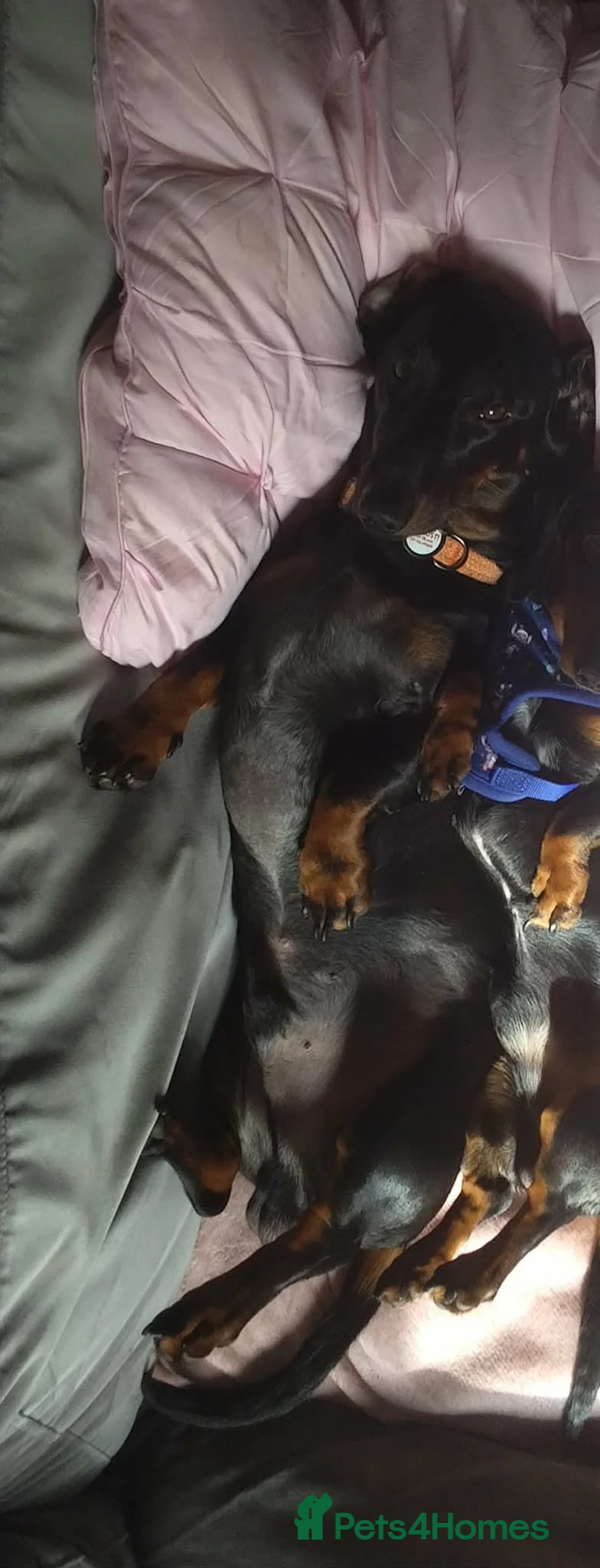 Dachshund dogs for sale: 2 year old dachshund  - Advert 1