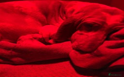 Bracco Italiano dogs for sale:  Beautiful Bracco Baby Girl  - Advert 1