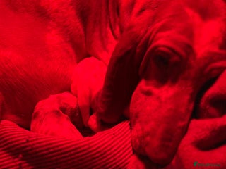 Bracco Italiano dogs Beautiful Bracco Baby Girl - Advert 3