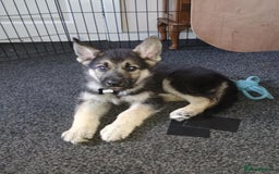 Shepsky dogs for sale: Gerbirian  shepskis - Image 12