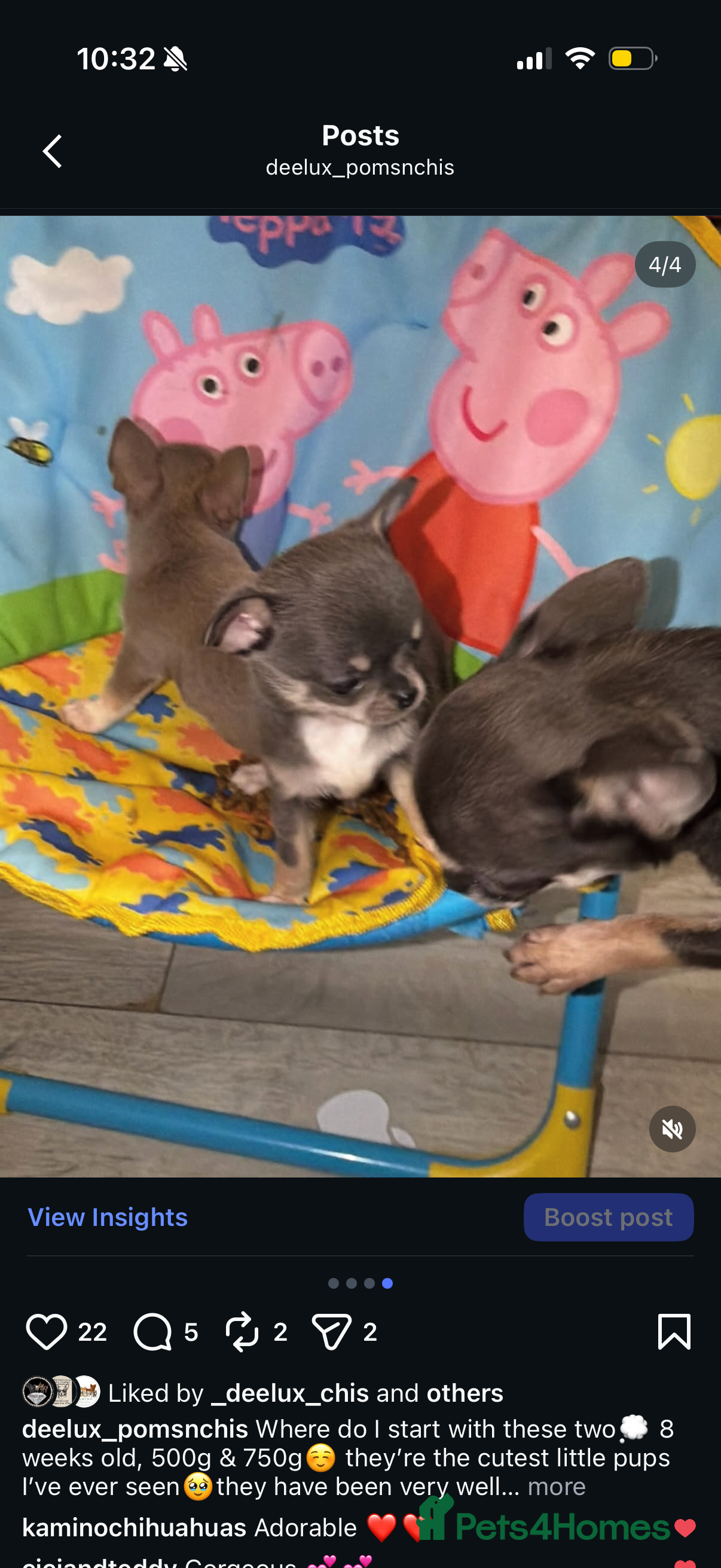 Chihuahua dogs XXS Tiny Chihuahua Puppies  - Advert 1