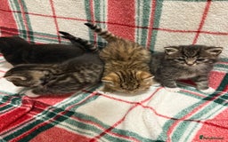 Domestic Shorthair cats for sale: Beautiful Kittens available - Image 3