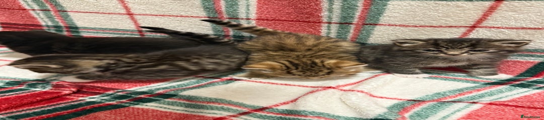 Domestic Shorthair Kitten 2