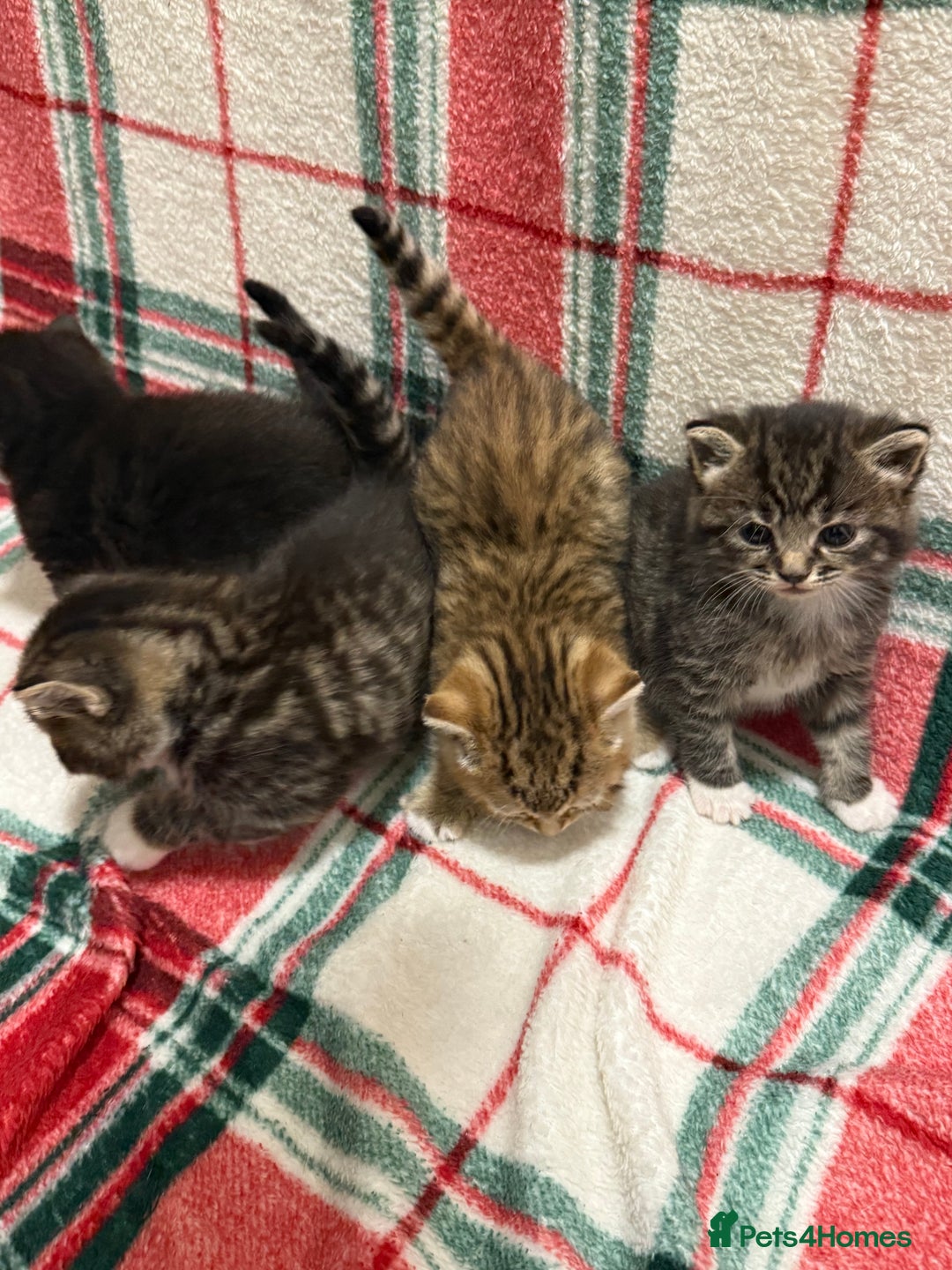 Domestic Shorthair cats for sale: Beautiful Kittens available - Image 3