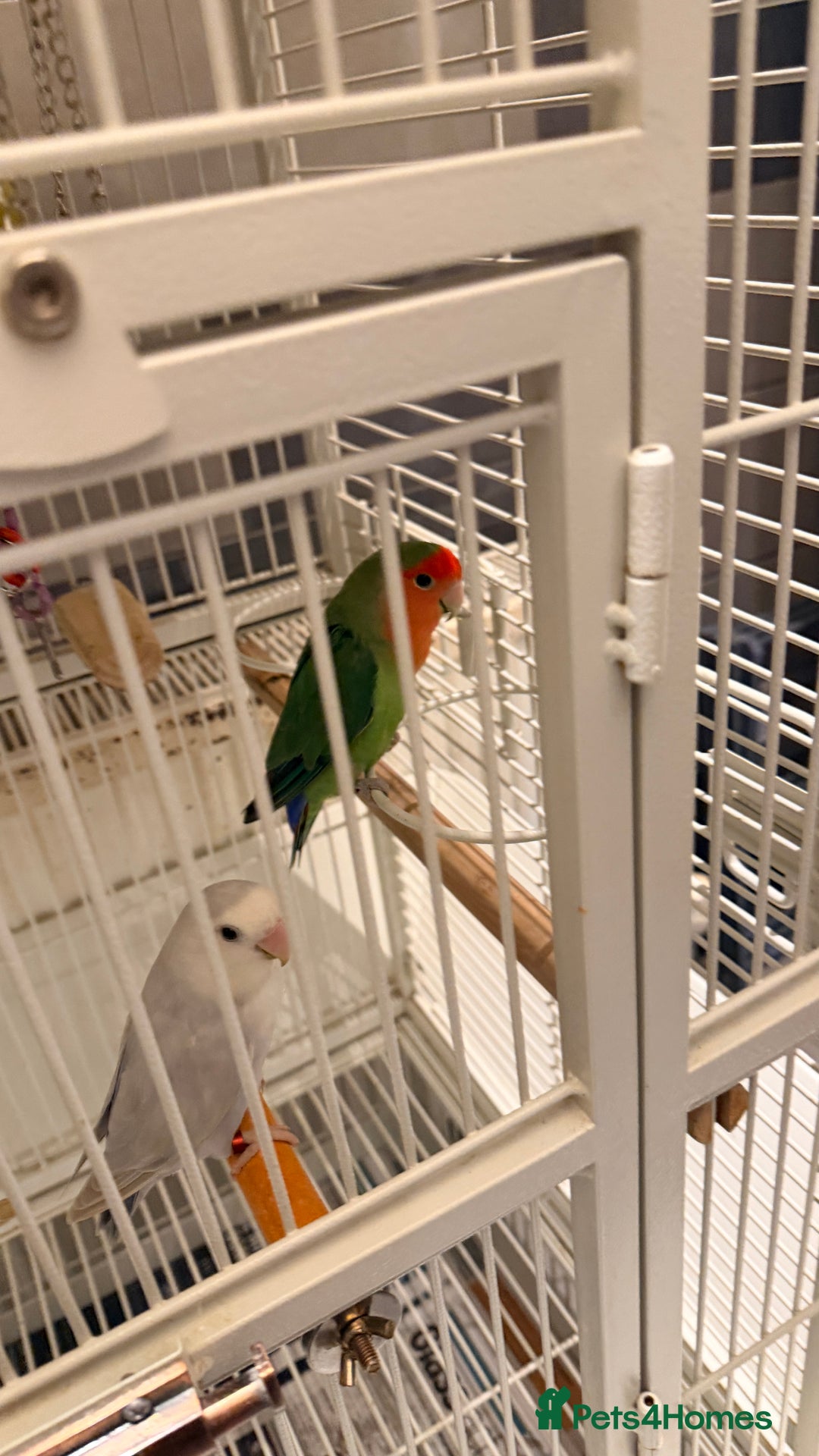 Lovebirds birds for sale: Love birds - Advert 4