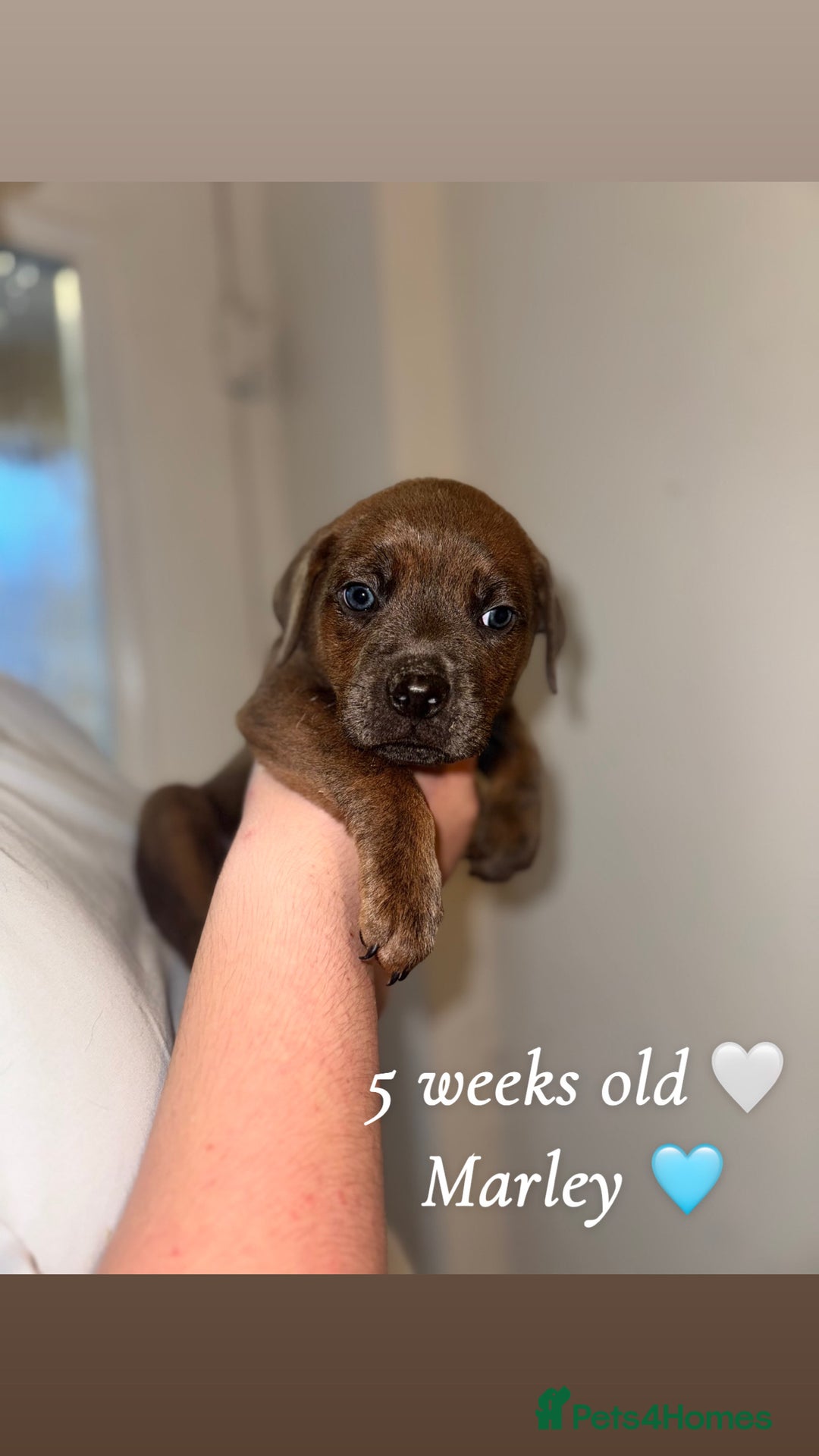 Mixed Breed dogs for sale: Rottweiler X American Bulldog Puppies  - Image 4