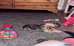 Yorkshire Terrier dogs for sale: Miniature yorkie - Image 3