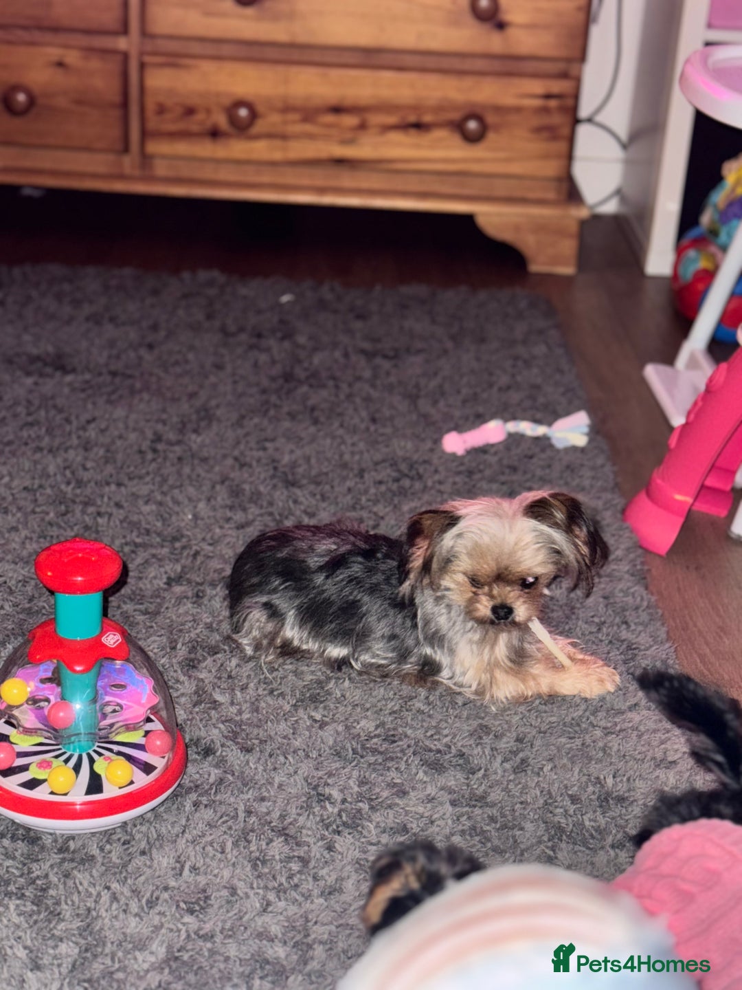 Yorkshire Terrier dogs for sale: Miniature yorkie - Image 3