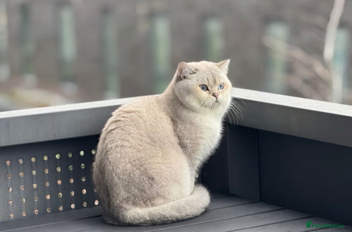 British Shorthair cats Casper for rehoming - Advert 1