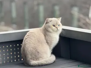 British Shorthair cats Casper for rehoming - Advert 1