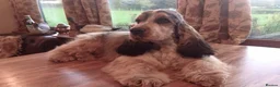 Cocker Spaniel dogs for sale: Quality KC Registered Show Cocker spaniel pippies - Advert 13