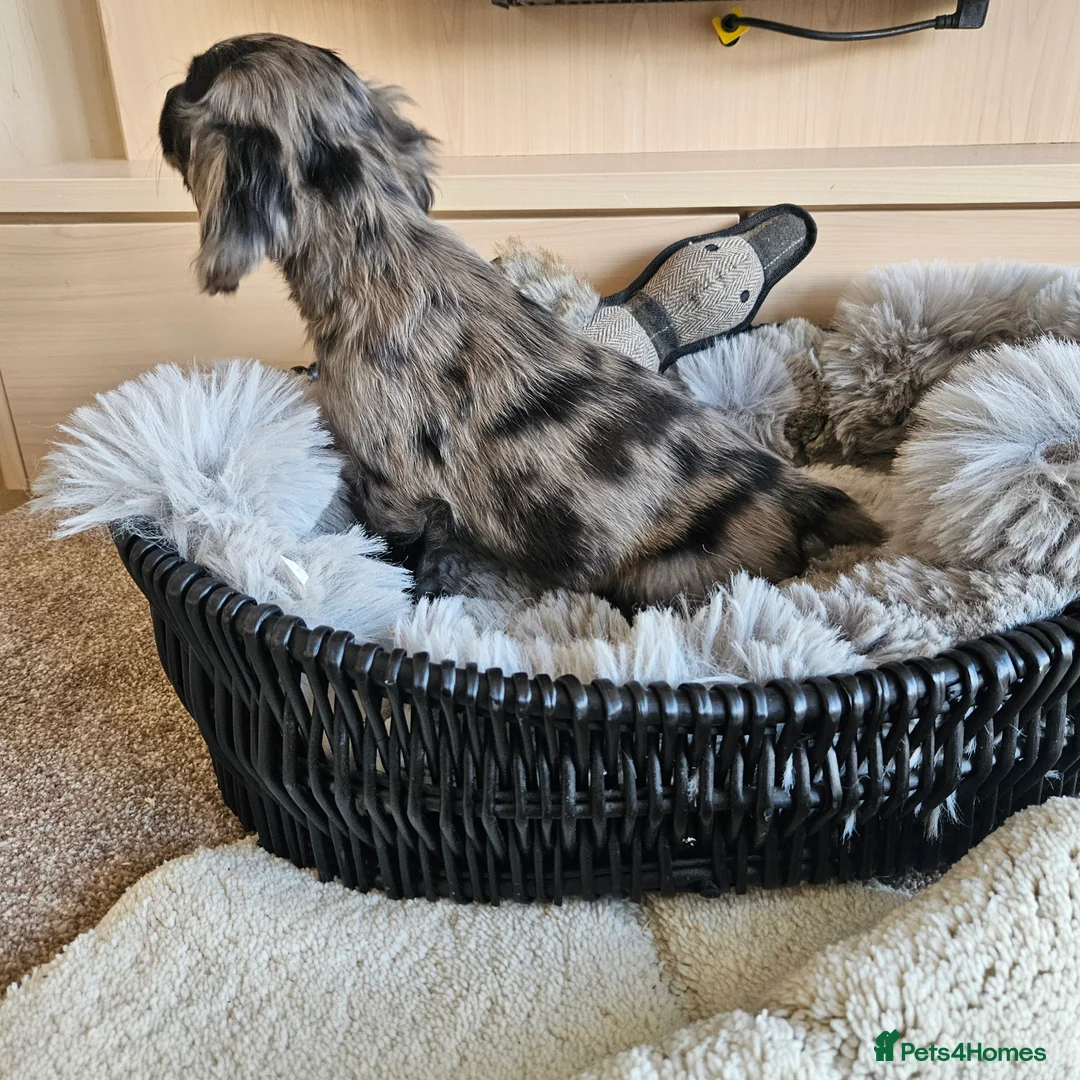 Cocker Spaniel dogs for sale: Working Type Cocker Spaniels - Advert 9