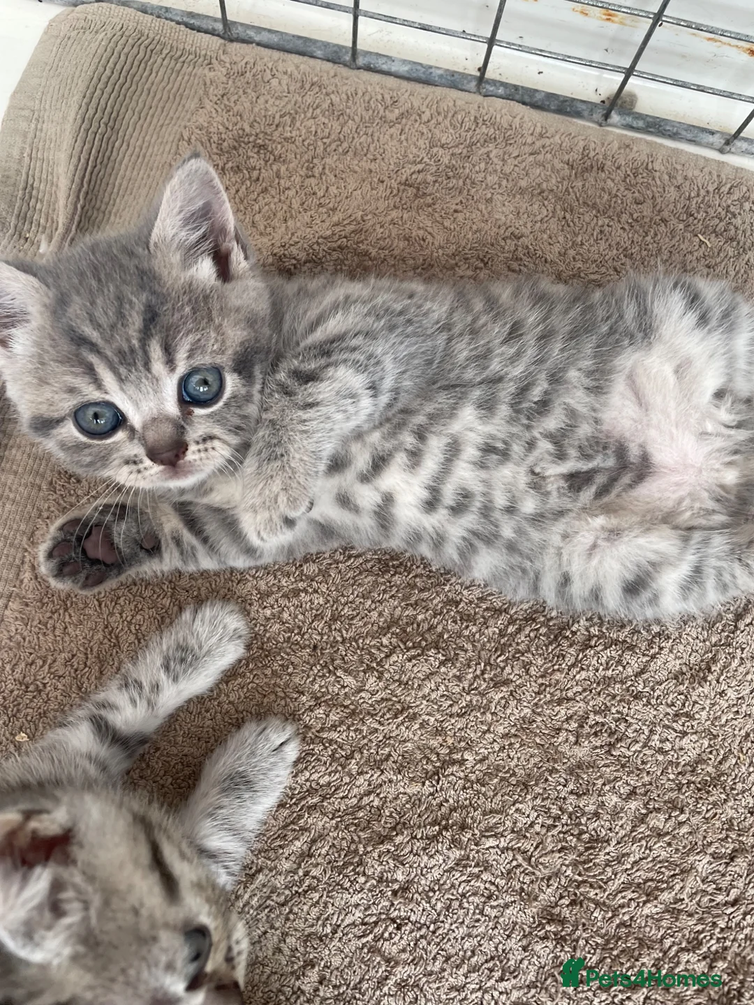 British Shorthair cats for sale: Pedigree British shorthair kittens for sale  - Advert 2