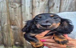 Miniature Dachshund dogs for sale: Long haired miniature dachshunds  - Image 4
