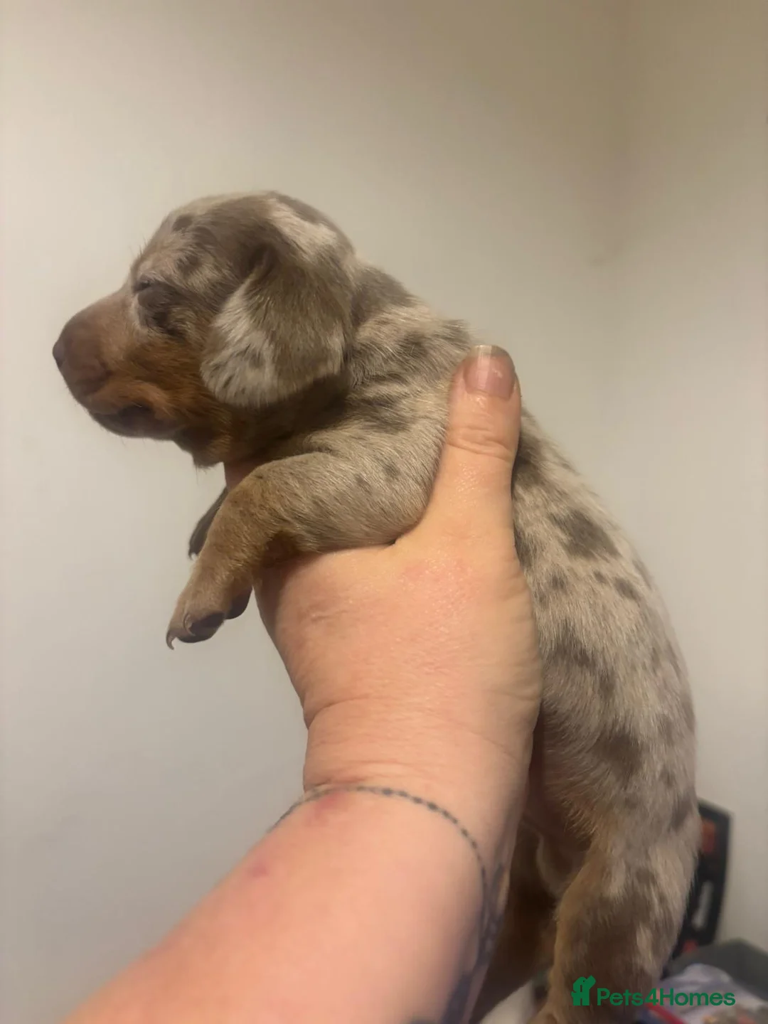 Miniature Dachshund dogs for sale: Gorgeous mini dachshunds  - Advert 2