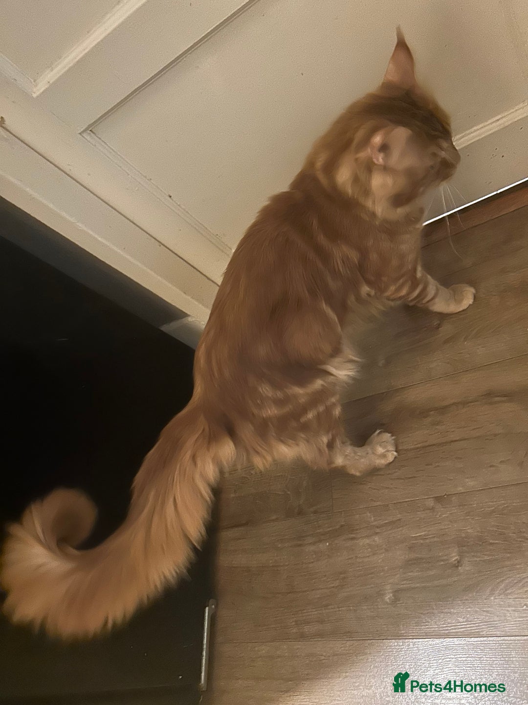 Maine Coon cats for sale: 8 beautiful mainecoon kittens for sale - Advert 20