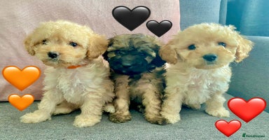 Cavapoo dogs - Advert 11