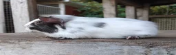 Guinea Pig rodents for sale: Swiss, Dalmation,Chocolate, Tort & White baby boys - Advert 9
