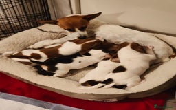 Jack Russell dogs for sale: Jack Russell pups- purebred - Image 3