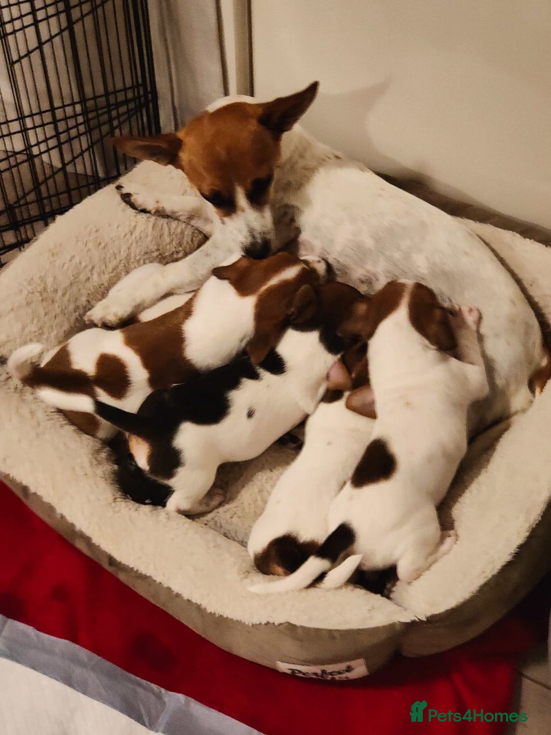 Jack Russell dogs for sale: Jack Russell pups- purebred - Image 3